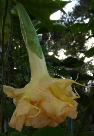 Goldflame Angel's Trumpet (Double Yellow)