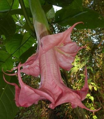 Pink Perfektion Angel's Trumpet (Double Pink)