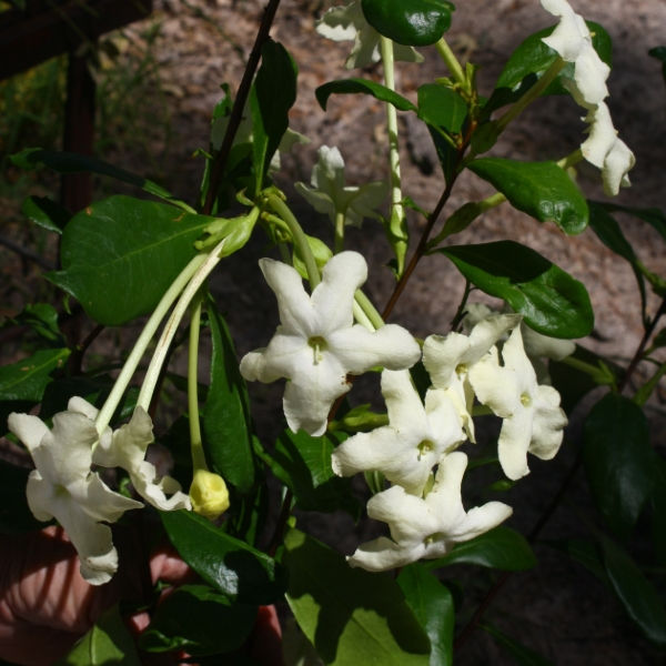 Almost Eden Plants Lady of the Night Brunfelsia - Thumbnail 4