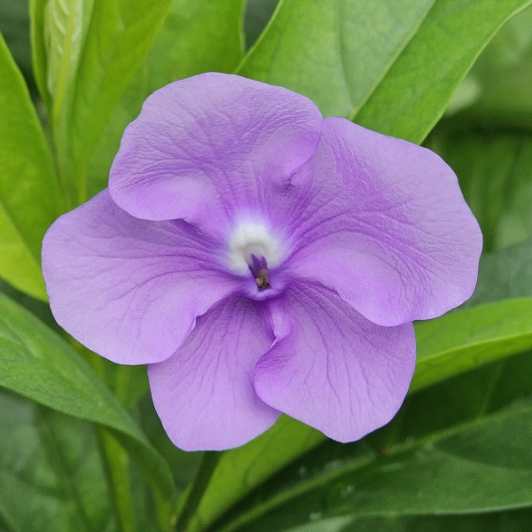 Fragrant Yesterday, Today, and Tomorrow