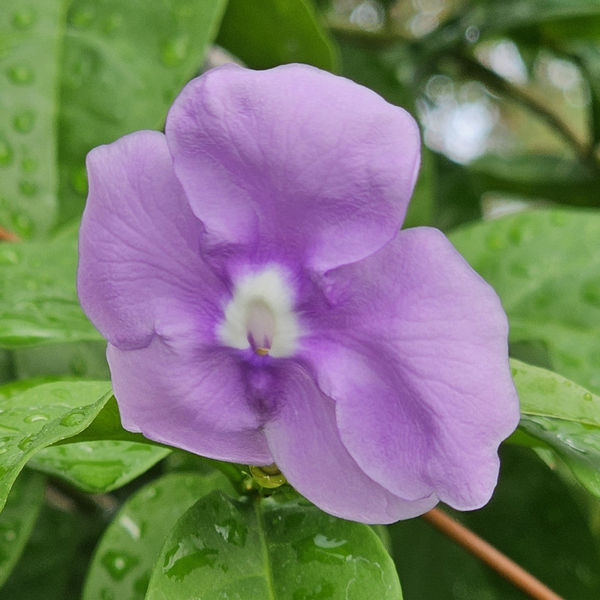 Fragrant Yesterday, Today, and Tomorrow