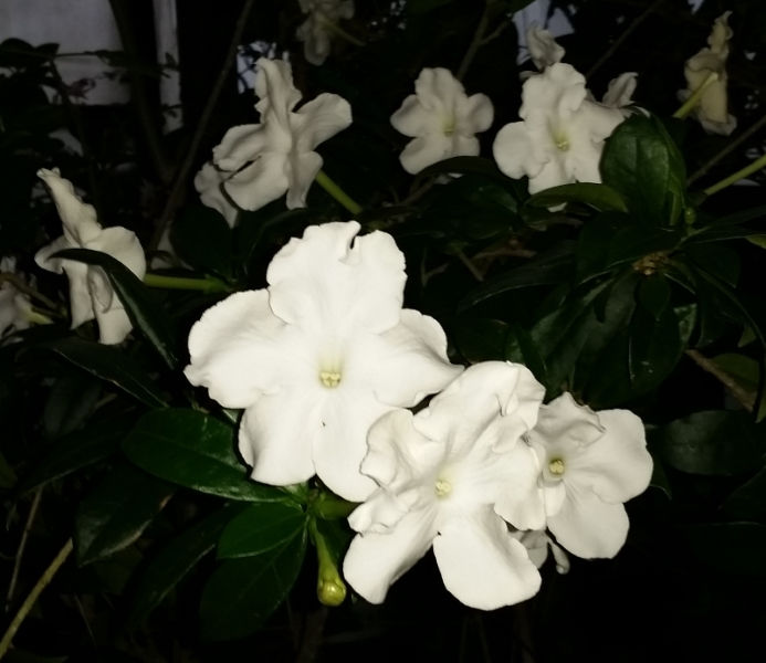 Lady of the Night, Giant Brunfelsia