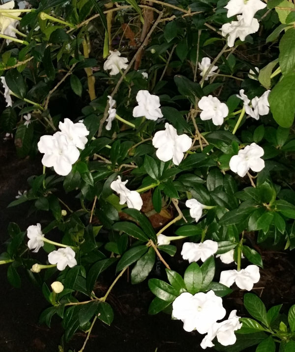 Lady of the Night, Giant Brunfelsia