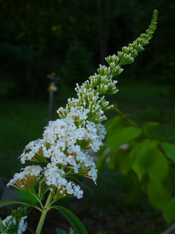 White Profusion Butterfly Bush, Buddleja