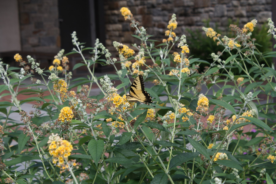 Honeycomb Yellow Butterfly Bush, Buddleja