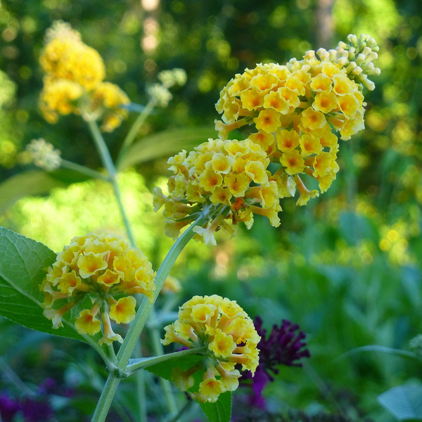 Honeycomb Yellow Butterfly Bush, Buddleja