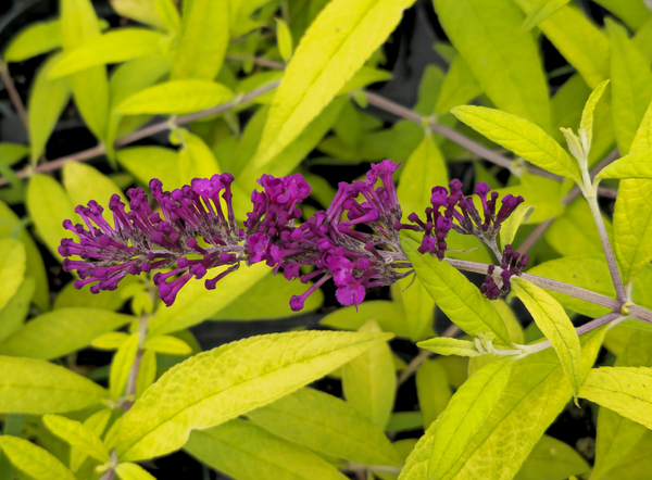 Evil Ways Butterfly Bush, Buddleja