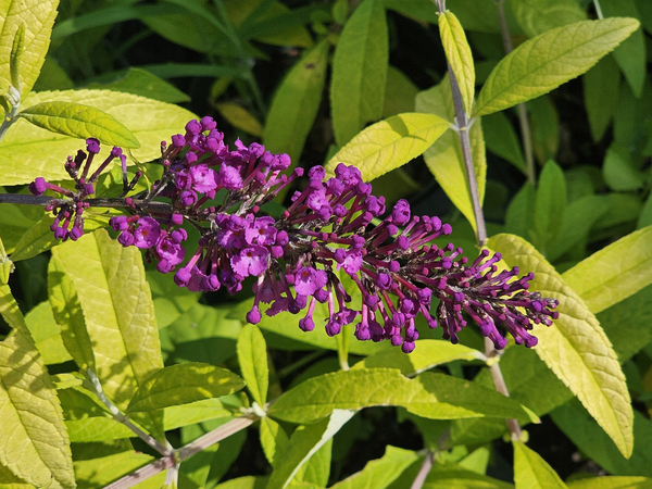 Evil Ways Butterfly Bush, Buddleja