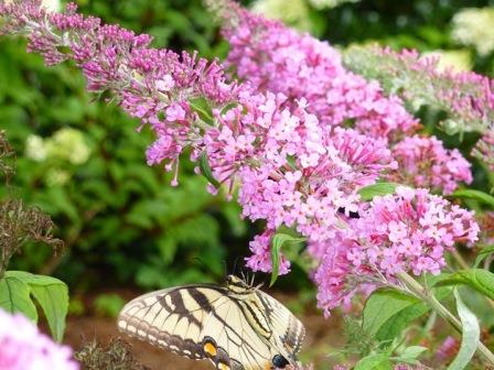 Pink Delight Butterfly Bush
