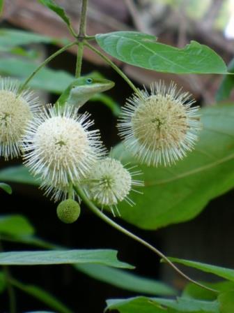 Buttonbush, Button Willow, Honey Bells