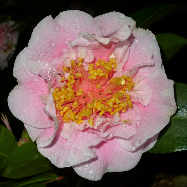 C.M. Wilson Camellia