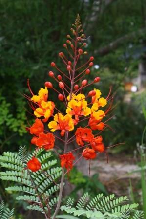 Pride of Barbados, Mexican Red Bird of Paradise, Dwarf Poinciana, Peacock Flower, Flamboyan-de-Jardin, Barbados Fenceflower
