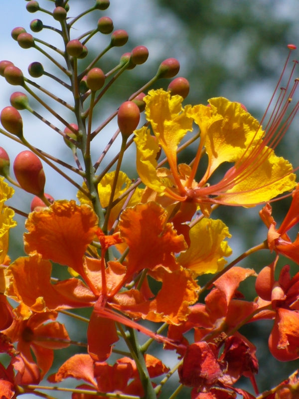 Pride of Barbados, Mexican Red Bird of Paradise, Dwarf Poinciana, Peacock Flower, Flamboyan-de-Jardin, Barbados Fenceflower