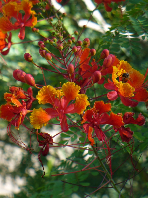 Pride of Barbados, Mexican Red Bird of Paradise, Dwarf Poinciana, Peacock Flower, Flamboyan-de-Jardin, Barbados Fenceflower