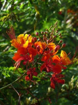Pride of Barbados, Mexican Red Bird of Paradise, Dwarf Poinciana, Peacock Flower, Flamboyan-de-Jardin, Barbados Fenceflower