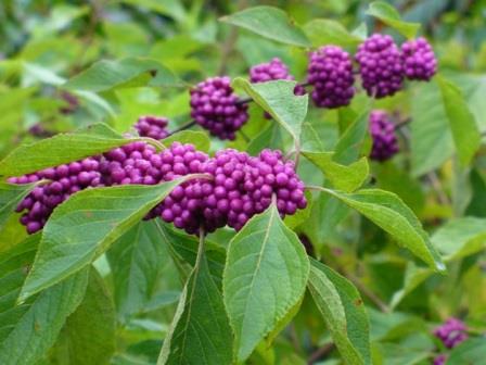 American Beautyberry, French Mulberry, Wild Goose's Berry, American Mulberry