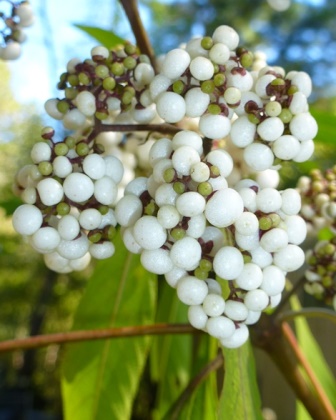 White Fruited Asian Beautyberry