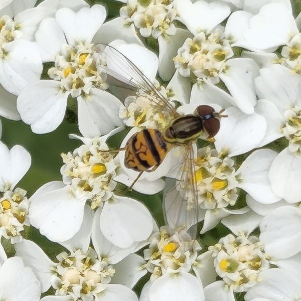 Common White Yarrow, Milfoil, Soldier's Woundweed, Woundwort