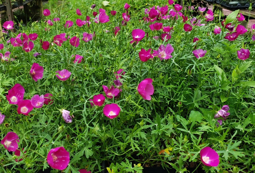 Winecups, Woodland Poppy Mallow