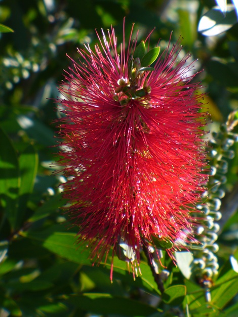 Semmes' Hardy Bottlebrush