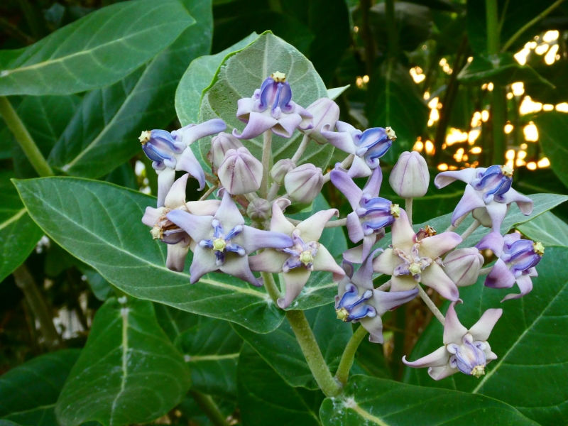 Purple Giant Milkweed, Crown Flower, Indian Bowstring Hemp, Giant Calotrope, Khmer Flower