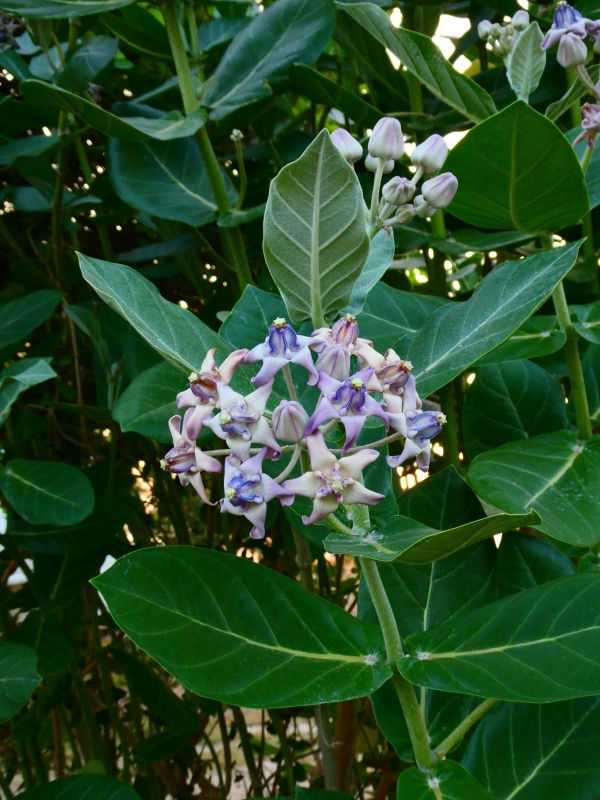 Purple Giant Milkweed, Crown Flower, Indian Bowstring Hemp, Giant Calotrope, Khmer Flower