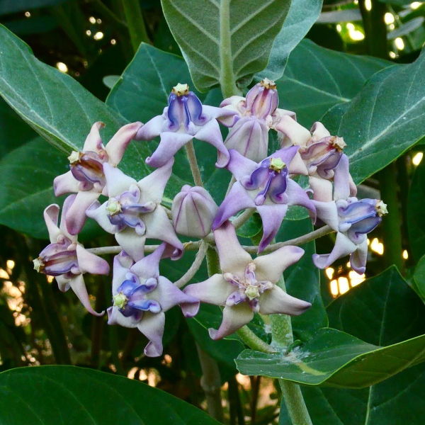 Purple Giant Milkweed, Crown Flower, Indian Bowstring Hemp, Giant Calotrope, Khmer Flower