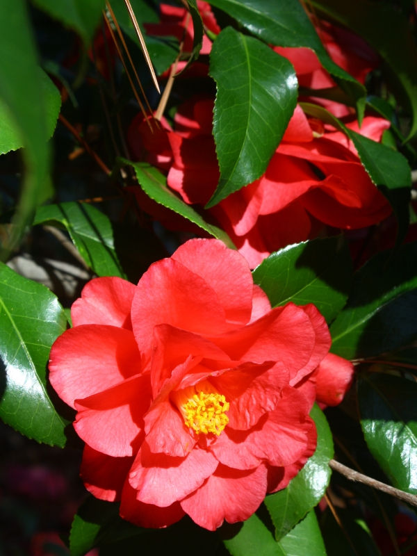 Christmas Beauty Camellia