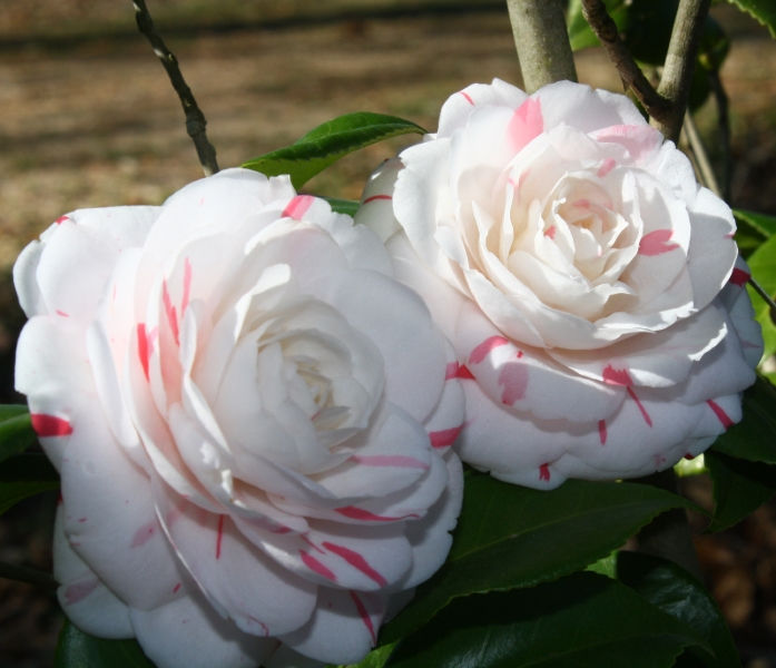 La Peppermint Camellia