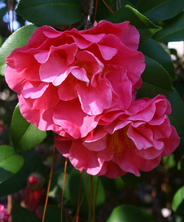 Spellbound Camellia, Marie Bracy Camellia