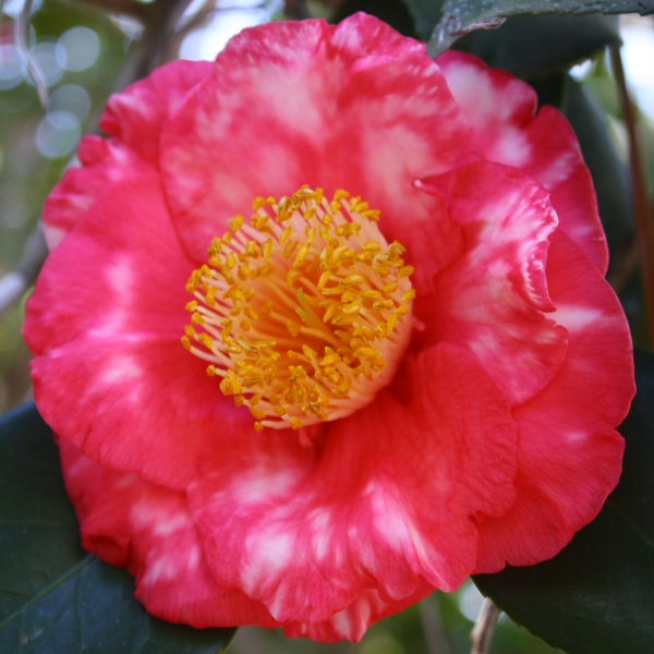 R.L. Wheeler Variegated Camellia