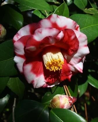 Adolphe Audusson Special Camellia