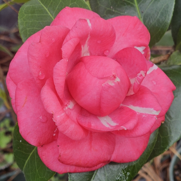 April Rose Camellia