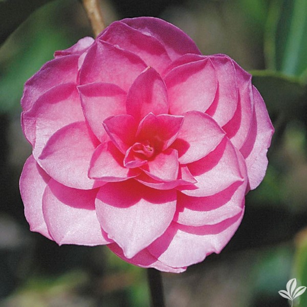 Chansonette Sasanqua Camellia - Shade Tolerant Plants - Almost Eden