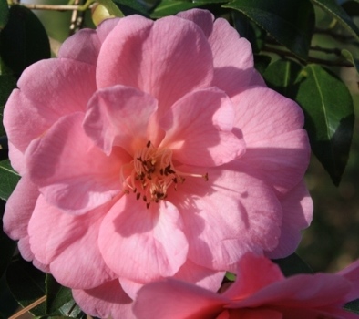 Donation Camellia