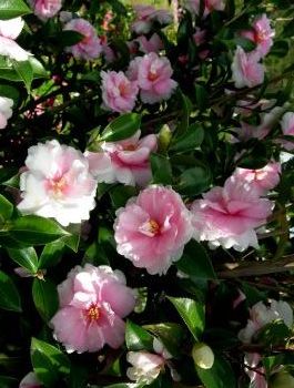 Dream Weaver™ Sasanqua Camellia