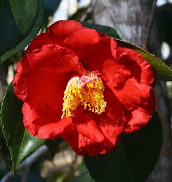 Guilio Nuccio Camellia
