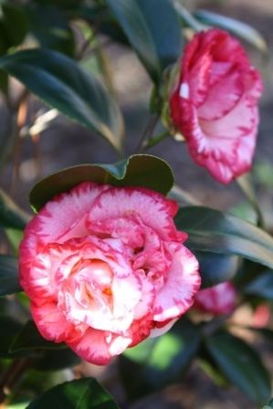Margaret Davis Camellia
