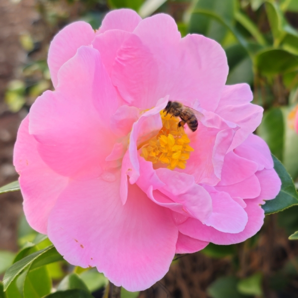 Pink Icicle Camellia