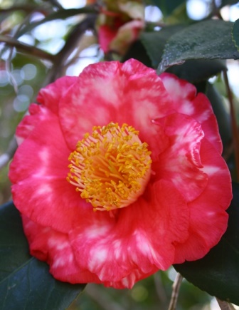 R.L. Wheeler Variegated Camellia
