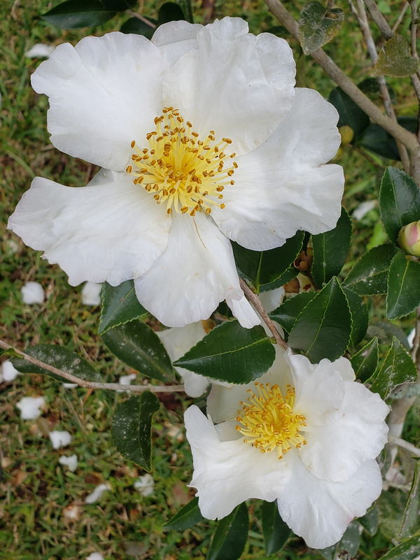 Setsugekka Sasanqua Camellia