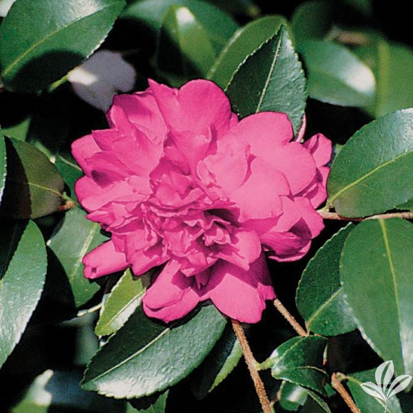 Sparkling Burgundy Sasanqua Camellia