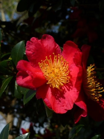 Yuletide Sasanqua Camellia
