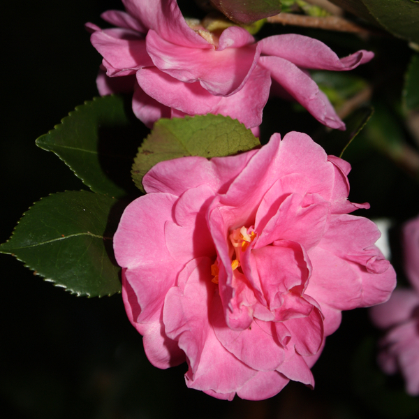Showa-No-Sakae Sasanqua Camellia