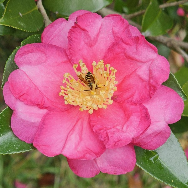 Shi-Shi Gashira Sasanqua Camellia, Beni Kan Tsubaki Sasanqua Camellia