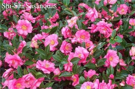 Shi-Shi Gashira Sasanqua Camellia, Beni Kan Tsubaki Sasanqua Camellia