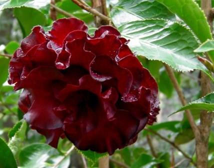 Black Magic Camellia