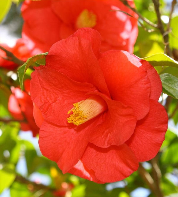 Christmas Beauty Camellia