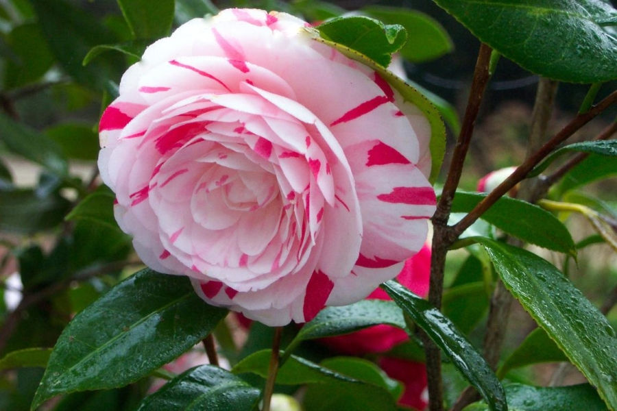 La Peppermint Camellia