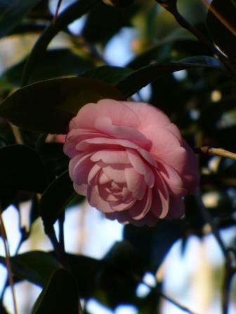 Pink Perfection Camellia, Otome Camellia